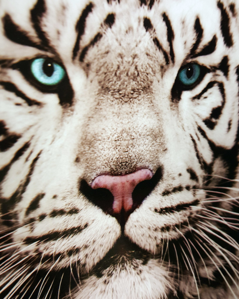 tiger with ice white eyes